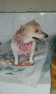 pituxa