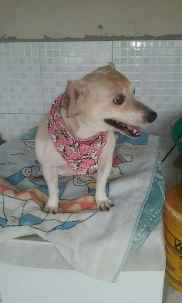 Cachorro ra a Poodle idade 2 anos nome pituxa