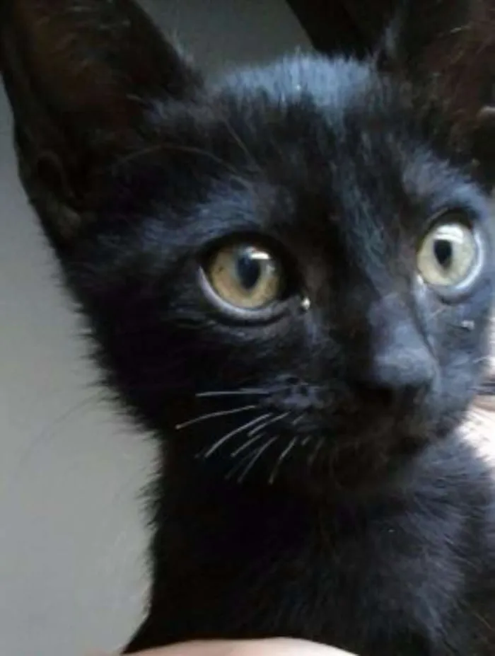 Gato ra a SRD idade 2 a 6 meses nome Black