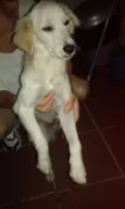 Nina