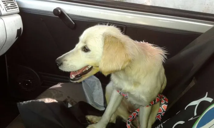 Cachorro ra a SRD idade 1 ano nome Nina