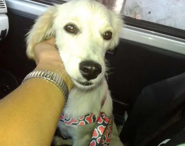 Cachorro ra a SRD idade 1 ano nome Nina