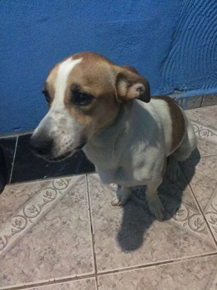 Cachorro raça  fox terrier paulista idade 2 anos nome Bella