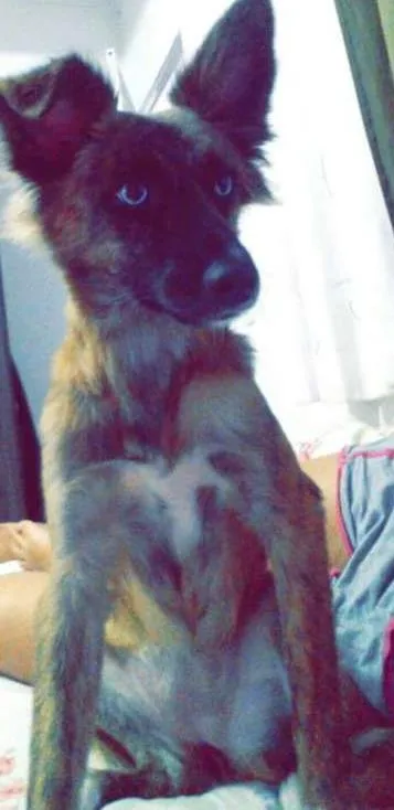 Cachorro ra a Vira lata idade 7 a 11 meses nome Mel