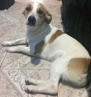 Cachorro raça  fox terrier paulista idade 2 anos nome Bella