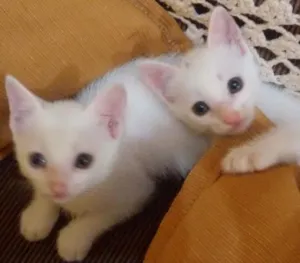 Gato raça Mestiço idade Abaixo de 2 meses nome Floquinhos