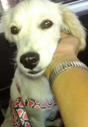 Cachorro raça SRD idade 1 ano nome Nina