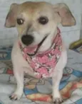 pituxa