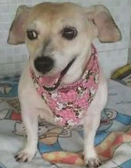 Cachorro ra a Poodle idade 2 anos nome pituxa