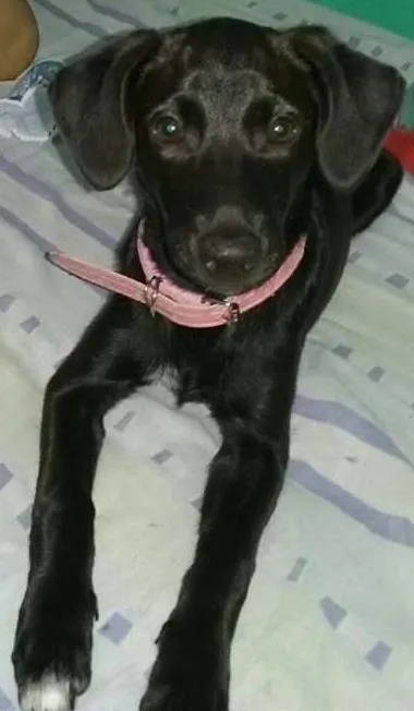 Cachorro ra a SRD idade 2 a 6 meses nome maluzinha