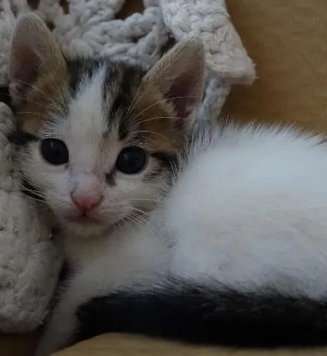 Gato ra a  idade Abaixo de 2 meses nome Sem Nome