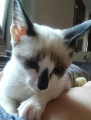 Gato raça SRD idade 2 a 6 meses nome Junior