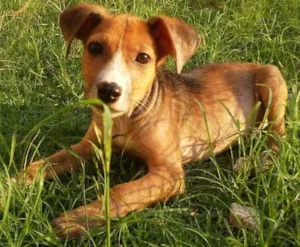 Cachorro raça SRD idade 2 a 6 meses nome Bebe 