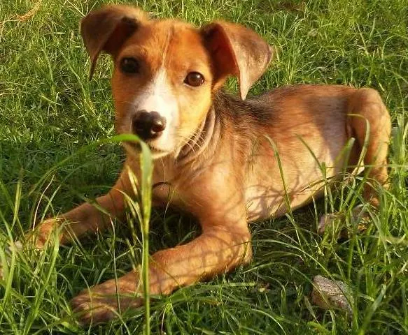 Cachorro ra a SRD idade 2 a 6 meses nome Bebe 