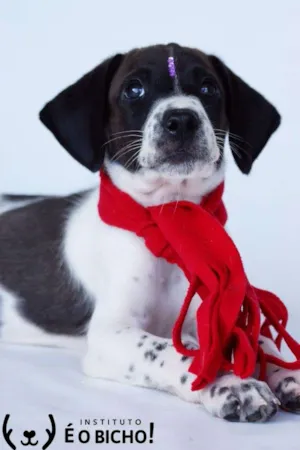 Cachorro raça SRD idade 2 a 6 meses nome Nestor