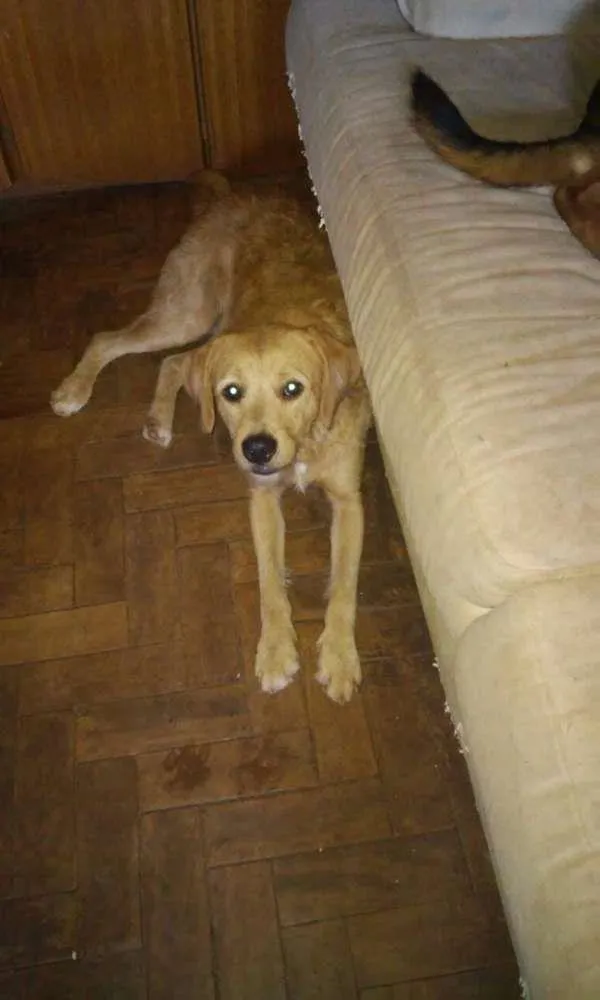 Cachorro ra a SRD idade 2 anos nome sem nome