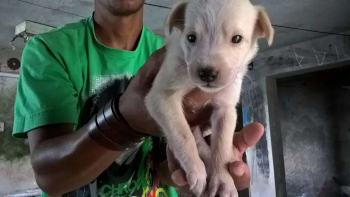Cachorro ra a SRD idade Abaixo de 2 meses nome filhotes