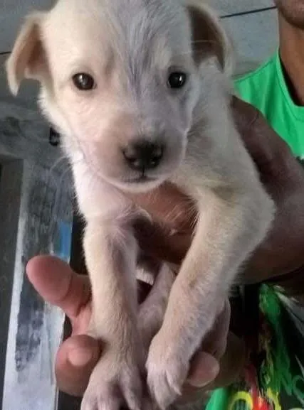Cachorro ra a SRD idade Abaixo de 2 meses nome filhotes