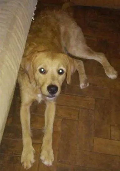 Cachorro ra a SRD idade 2 anos nome sem nome