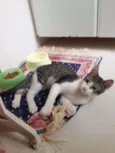 Rajadinho