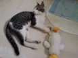 Rajadinho