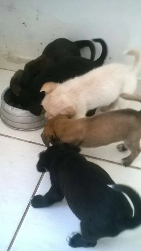 Cachorro ra a vira lata idade Abaixo de 2 meses nome sem nome