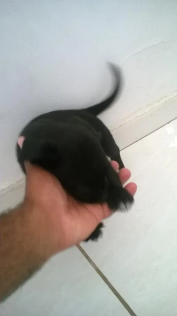 Cachorro ra a vira lata idade Abaixo de 2 meses nome sem nome