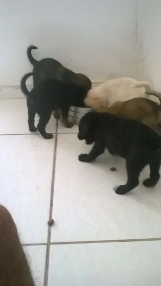 Cachorro ra a vira lata idade Abaixo de 2 meses nome sem nome