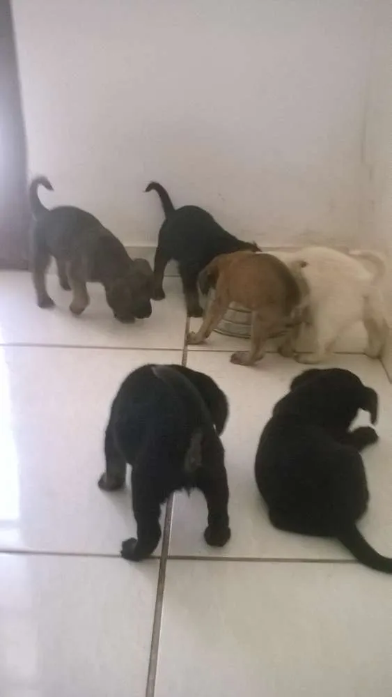 Cachorro ra a vira lata idade Abaixo de 2 meses nome sem nome