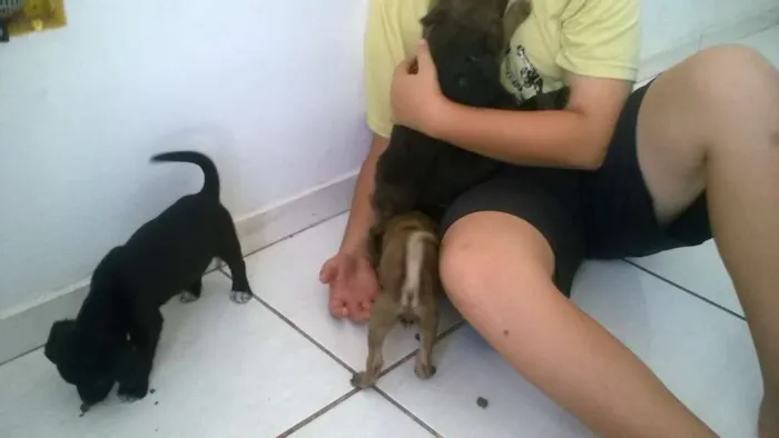 Cachorro ra a vira lata idade Abaixo de 2 meses nome sem nome