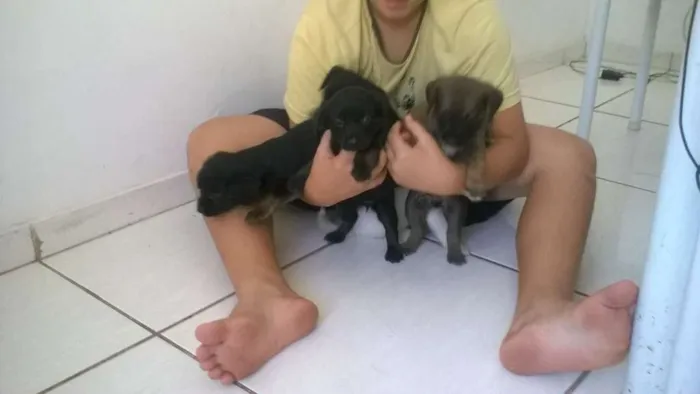 Cachorro ra a vira lata idade Abaixo de 2 meses nome sem nome