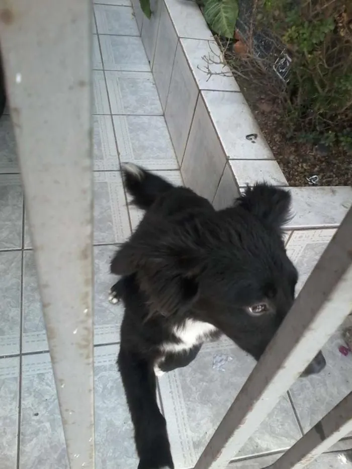 Cachorro ra a vira lata idade 1 ano nome toto