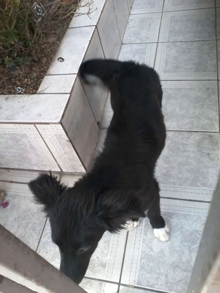 Cachorro ra a vira lata idade 1 ano nome toto