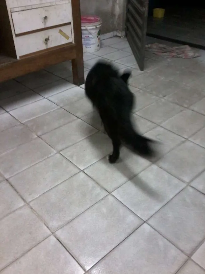 Cachorro ra a vira lata idade 1 ano nome toto