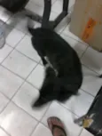 toto
