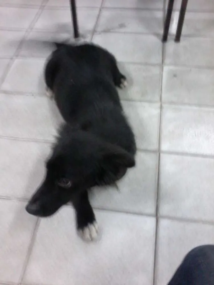 Cachorro ra a vira lata idade 1 ano nome toto