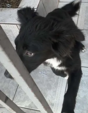 Cachorro raça vira lata idade 1 ano nome toto