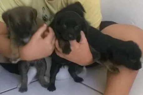 Cachorro ra a vira lata idade Abaixo de 2 meses nome sem nome