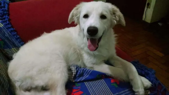 Cachorro raça SRD idade 7 a 11 meses nome Tina