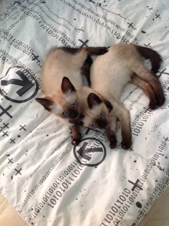 Gato ra a Siamês idade Abaixo de 2 meses nome Irmaonzinhos