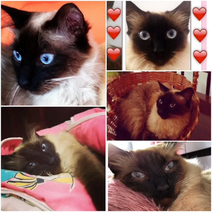 Gato ra a SRD idade 2 a 6 meses nome Isabella