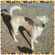 GALEGA