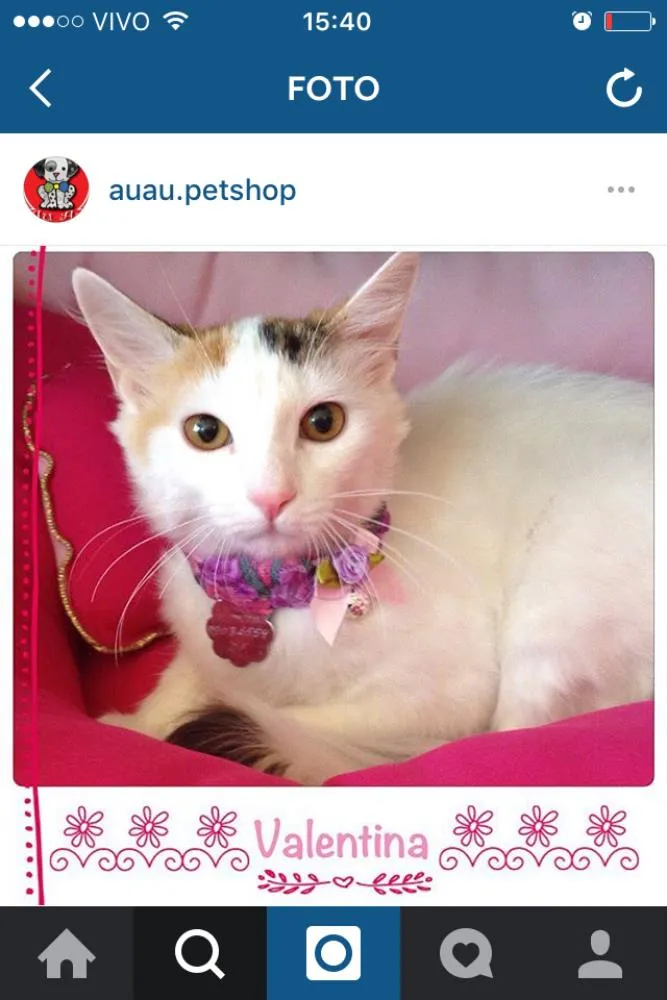 Gato ra a Srd idade 1 ano nome Valentina