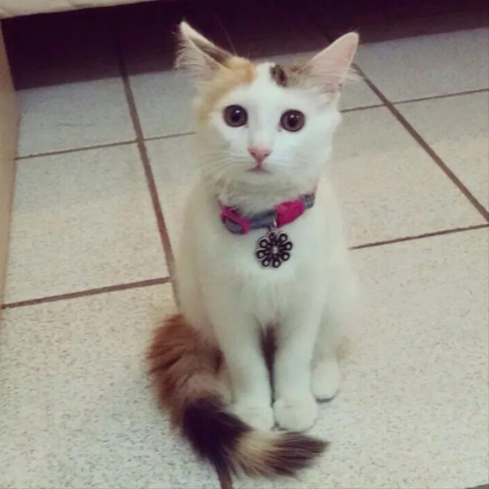 Gato ra a Srd idade 1 ano nome Valentina