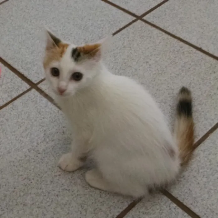 Gato ra a Srd idade 1 ano nome Valentina