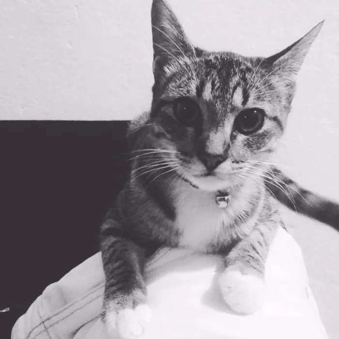 Gato ra a SRD idade 7 a 11 meses nome Penny Layne