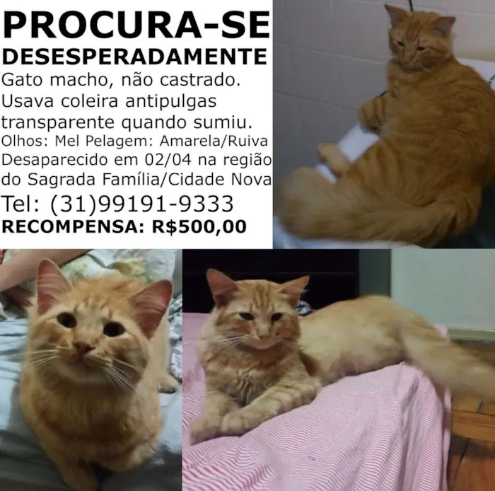 Gato raça SRD idade 1 ano nome Gael GRATIFICA