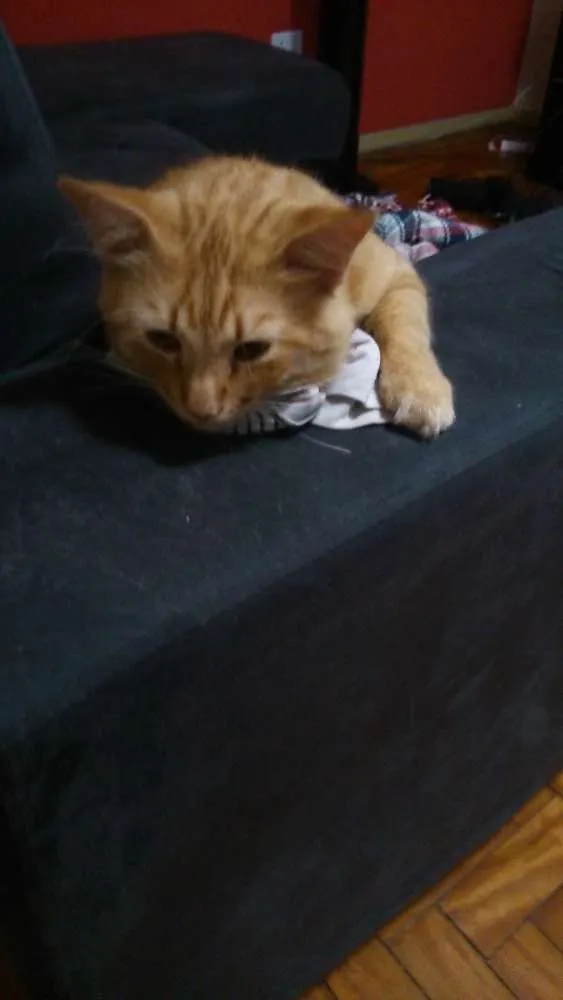 Gato raça SRD idade 1 ano nome Gael GRATIFICA