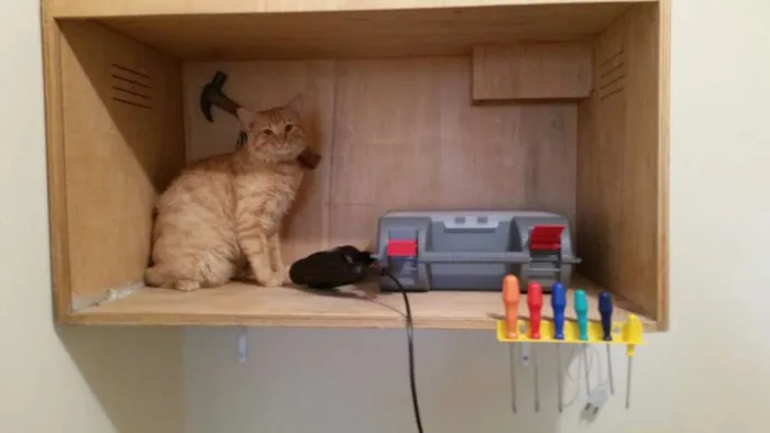 Gato raça SRD idade 1 ano nome Gael GRATIFICA
