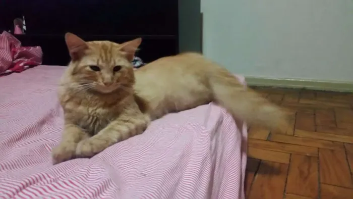Gato raça SRD idade 1 ano nome Gael GRATIFICA
